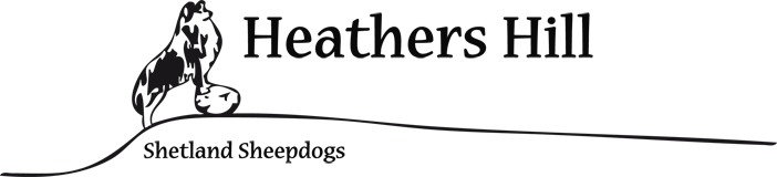 Heathers Hill Shetland Sheepdogs